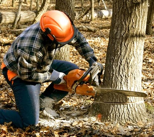 Tree Removal in Anahuac, TX